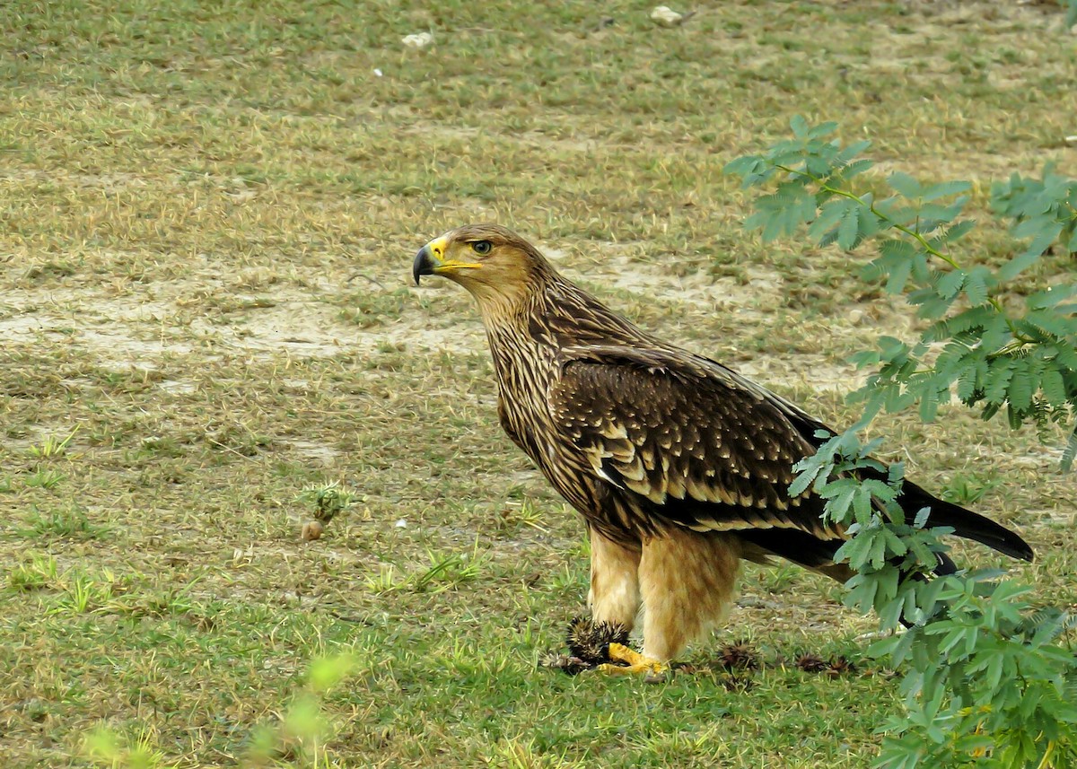 Imperial Eagle - SANTOSH SINGH