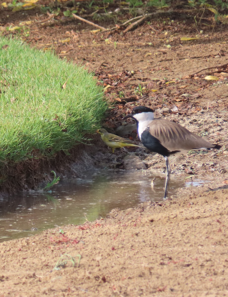 Western Yellow Wagtail - Ute Langner