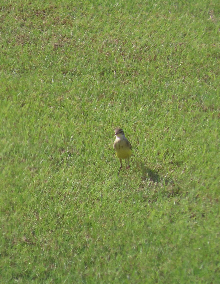 Western Yellow Wagtail - Ute Langner