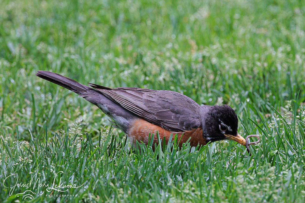 Странствующий дрозд - ML569255391