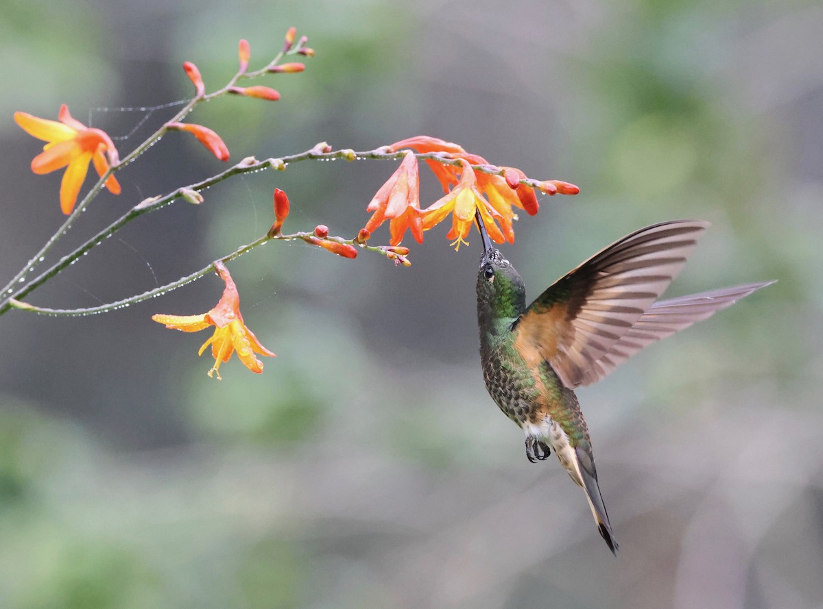 kolibřík hnědobřichý - ML569255671