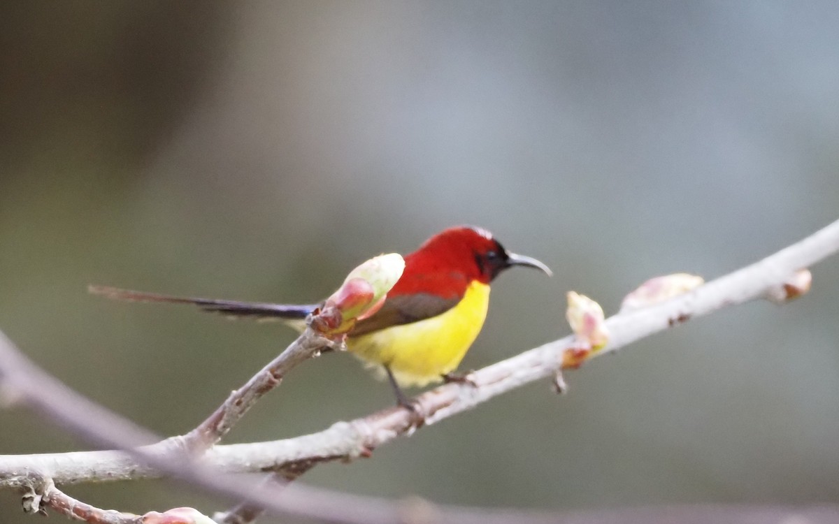 Mrs. Gould's Sunbird (Yellow-breasted) - ML569256181