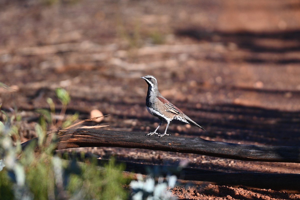 Copperback Quail-thrush - ML569258191