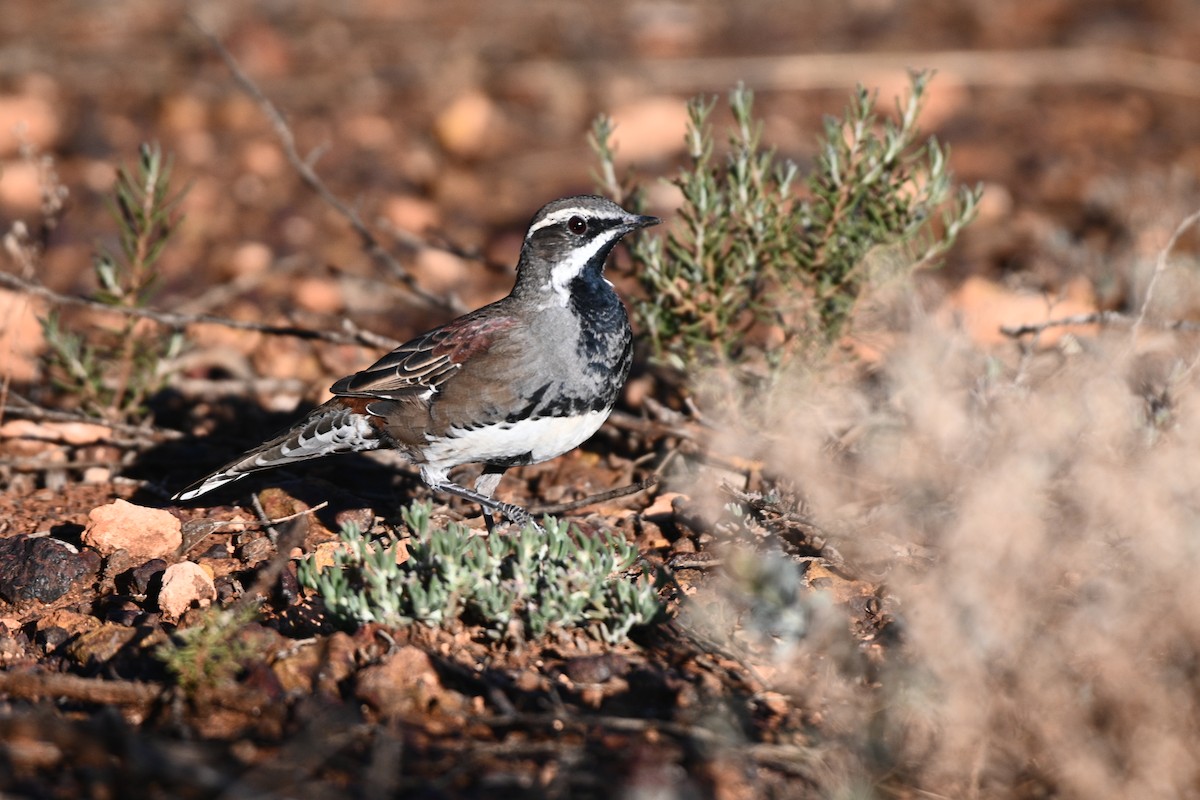 Copperback Quail-thrush - ML569258201