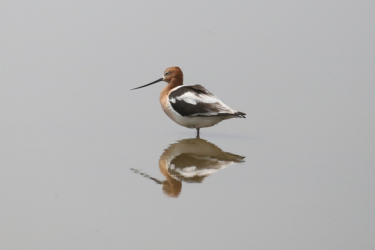 American Avocet - ML569259291