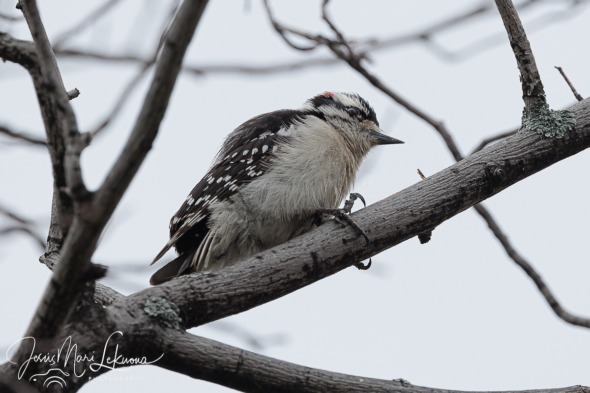 Downy Woodpecker - ML569259871