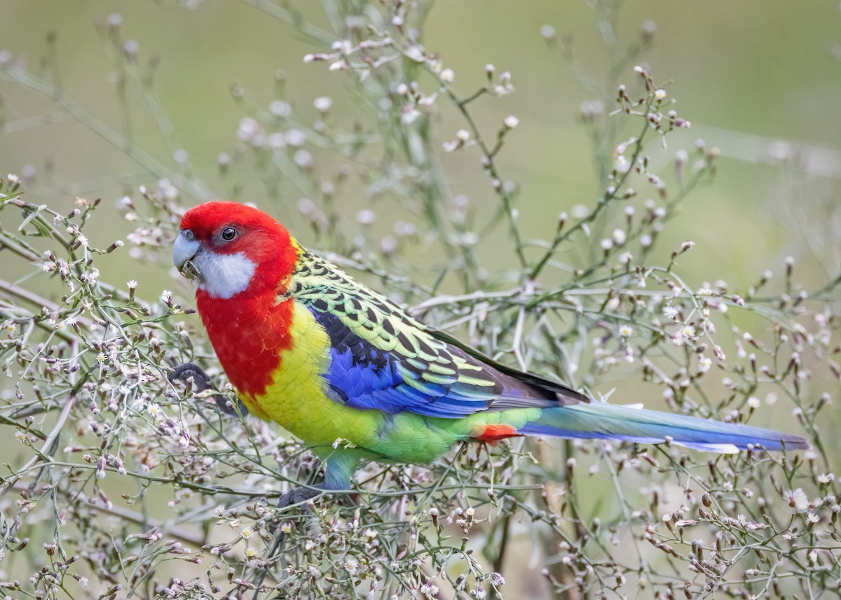 Eastern Rosella - ML569259991