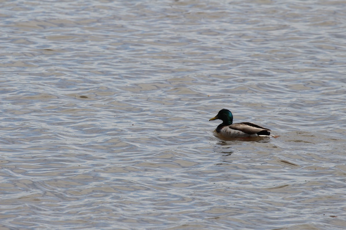 Mallard - ML56926031