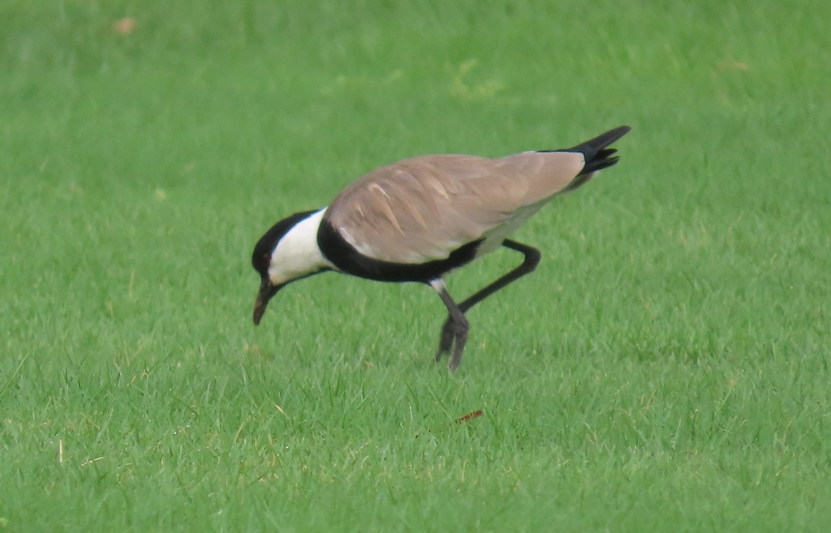 Spur-winged Lapwing - ML569260781