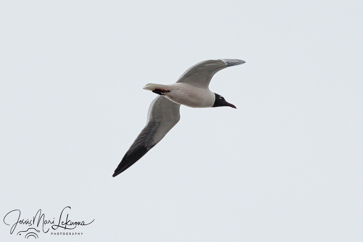 Gaviota Guanaguanare - ML569260831