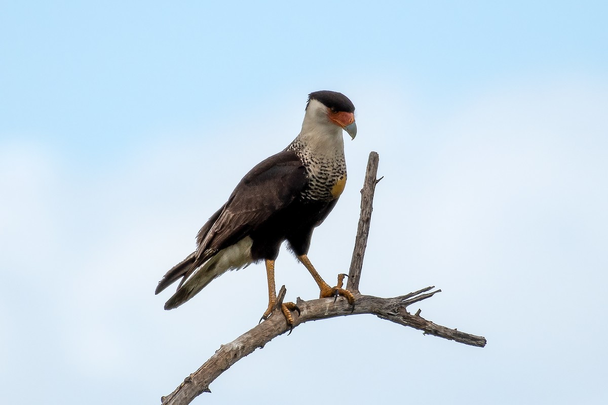 Crested Caracara - ML569261071