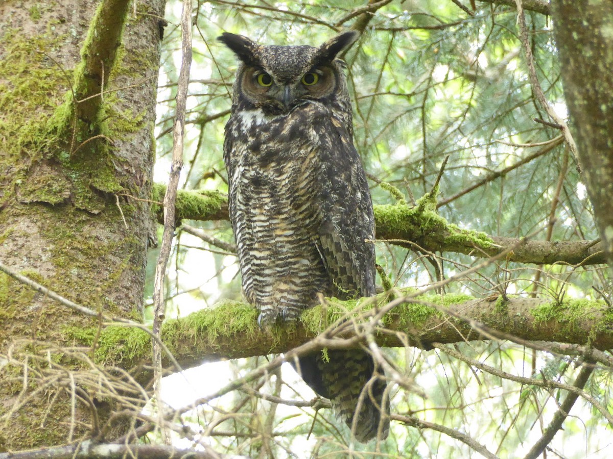Great Horned Owl - Chris Murrell