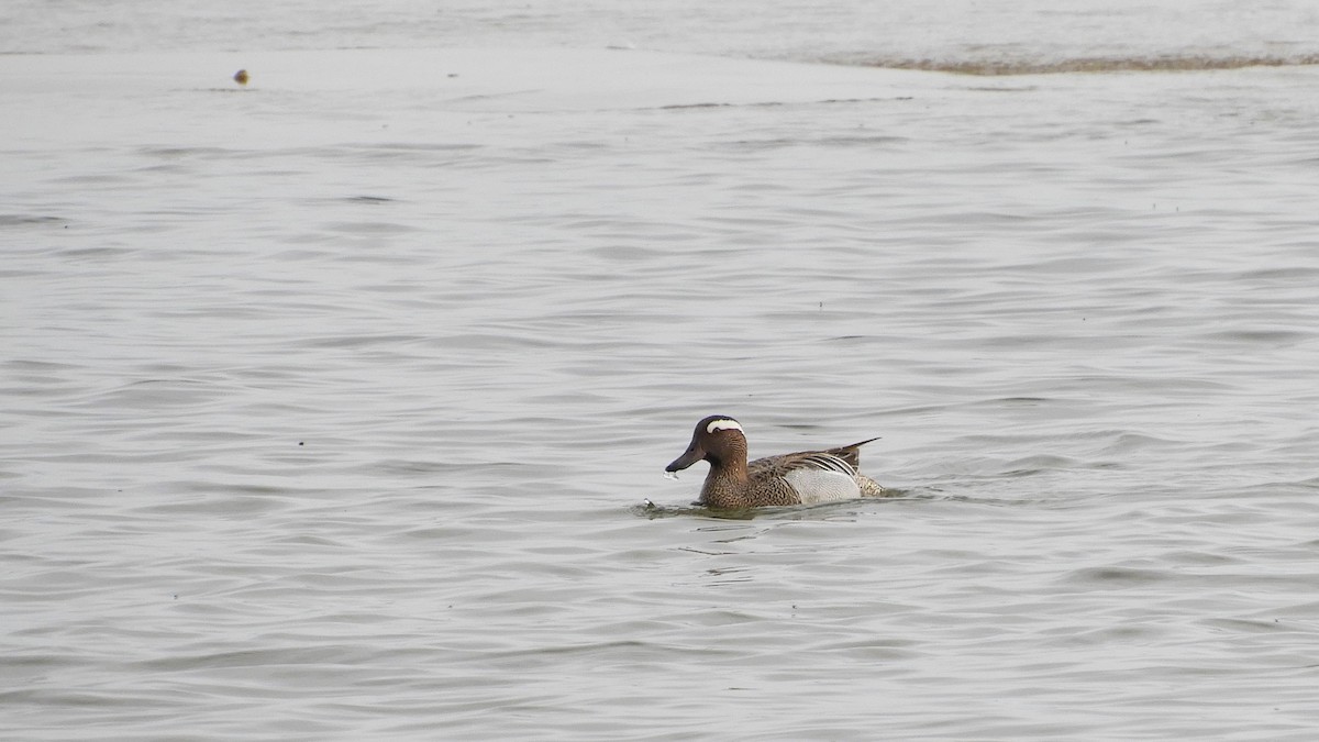 Garganey - ML569262451