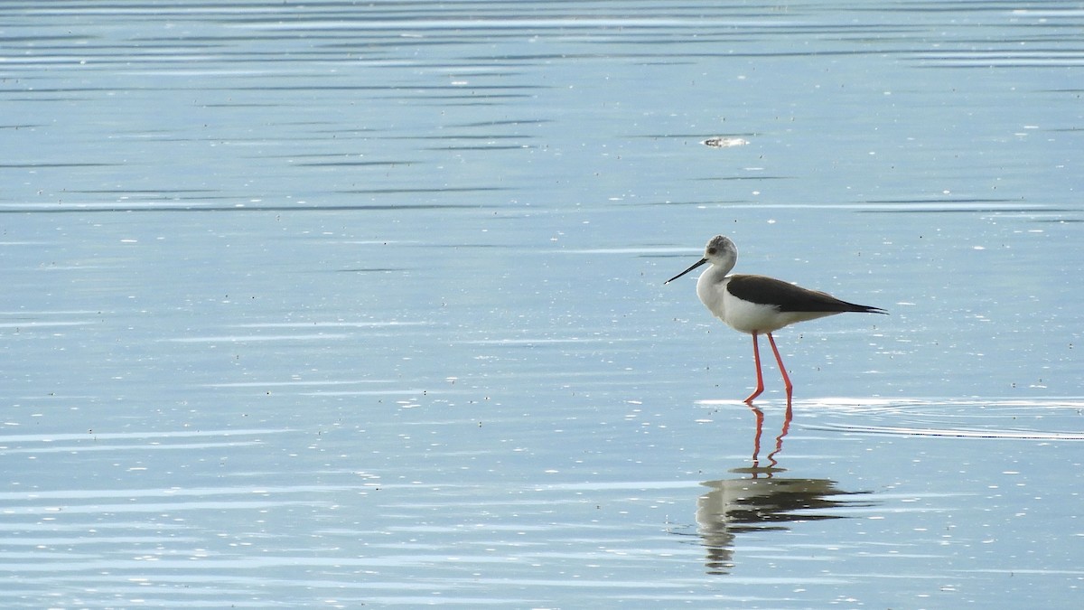 Black-winged Stilt - ML569262481