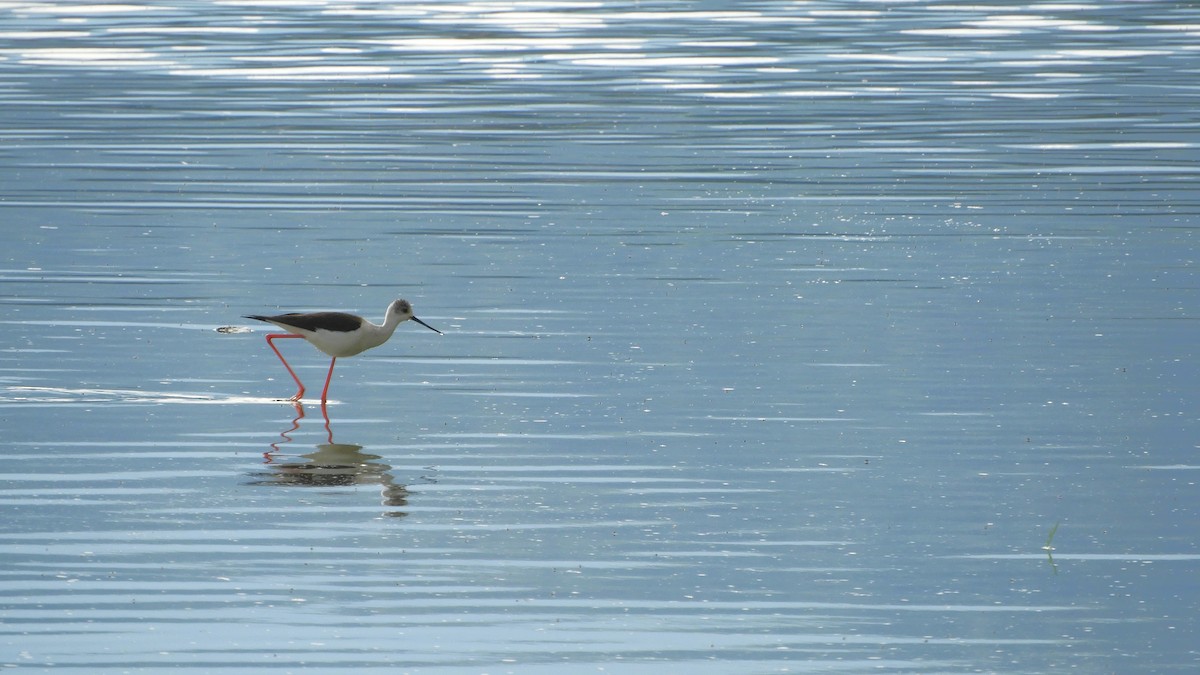 Black-winged Stilt - ML569262501