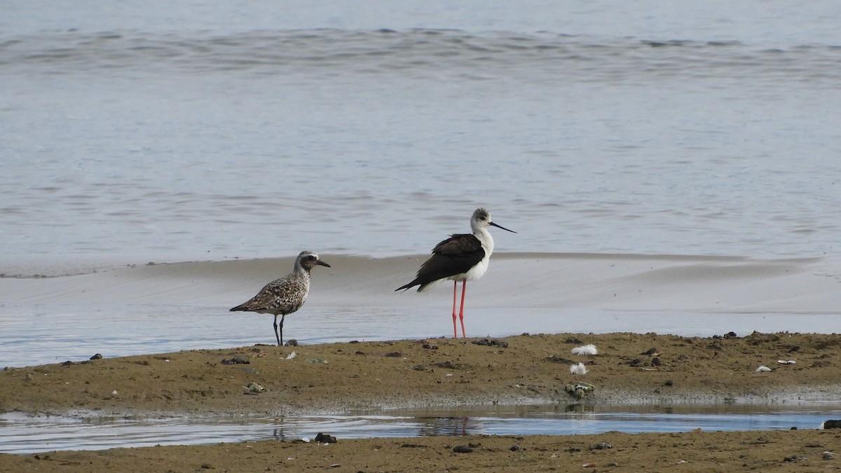 Black-bellied Plover - ML569262521