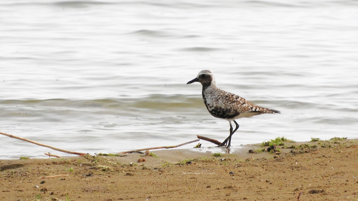 Black-bellied Plover - ML569262531