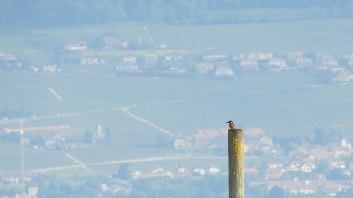 Common Kingfisher - ML569262571