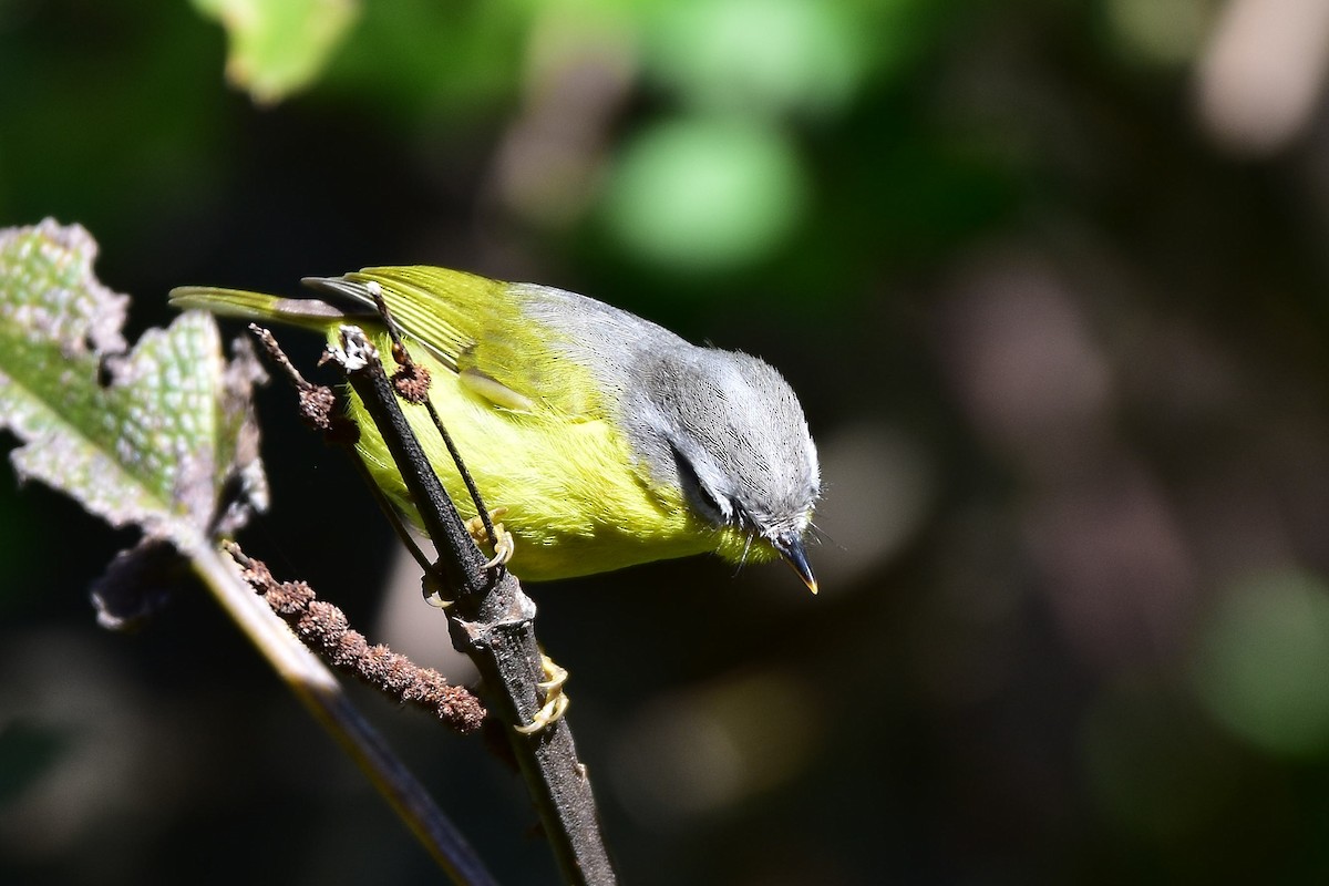 Gray-hooded Warbler - ML569263541