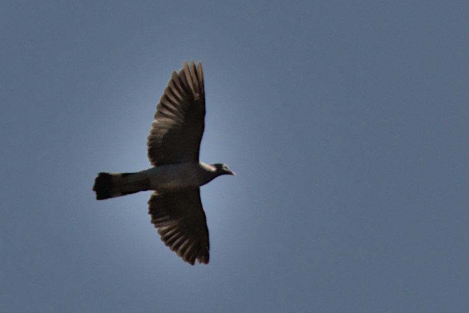 Common Wood-Pigeon - Harish Dobhal