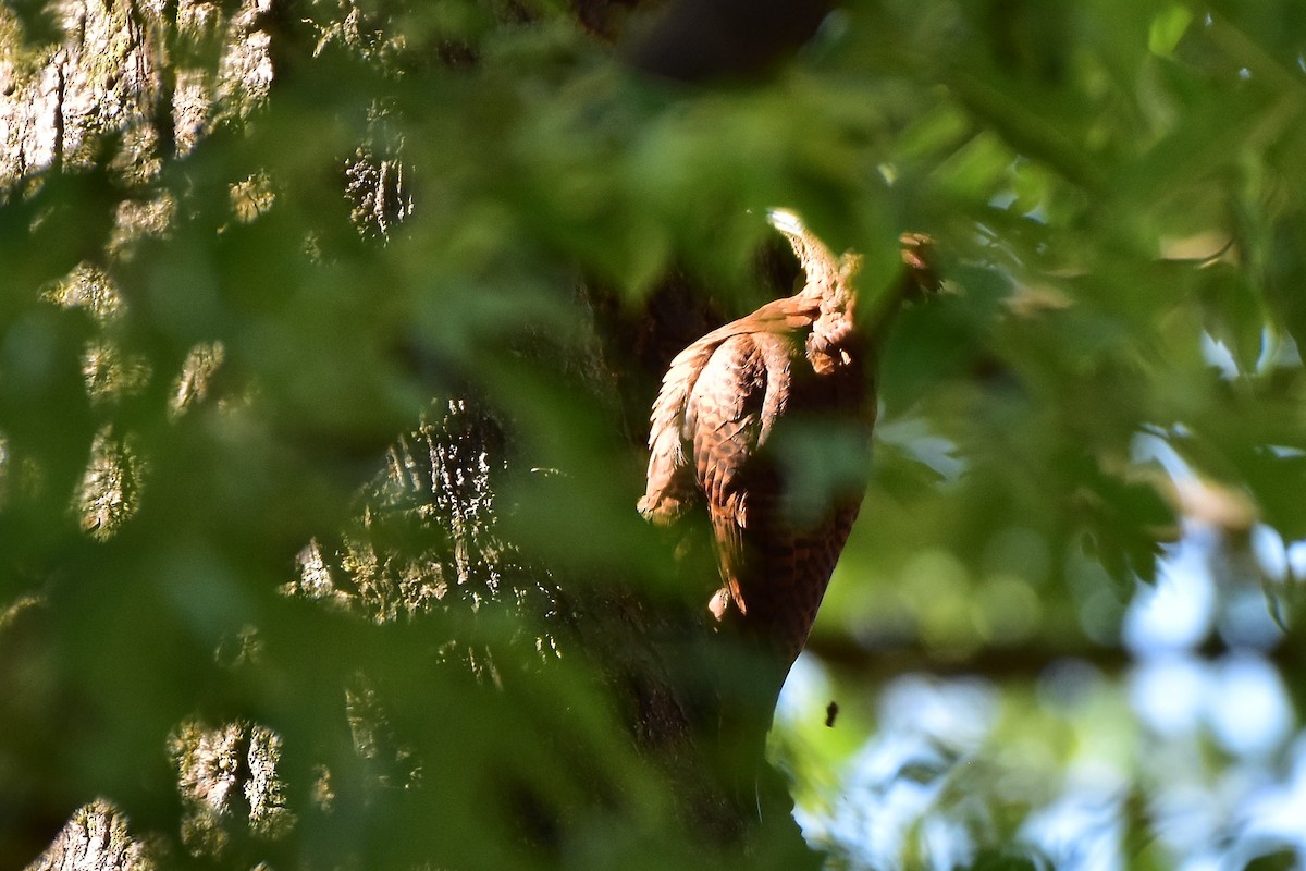 Rufous Woodpecker - ML569264601