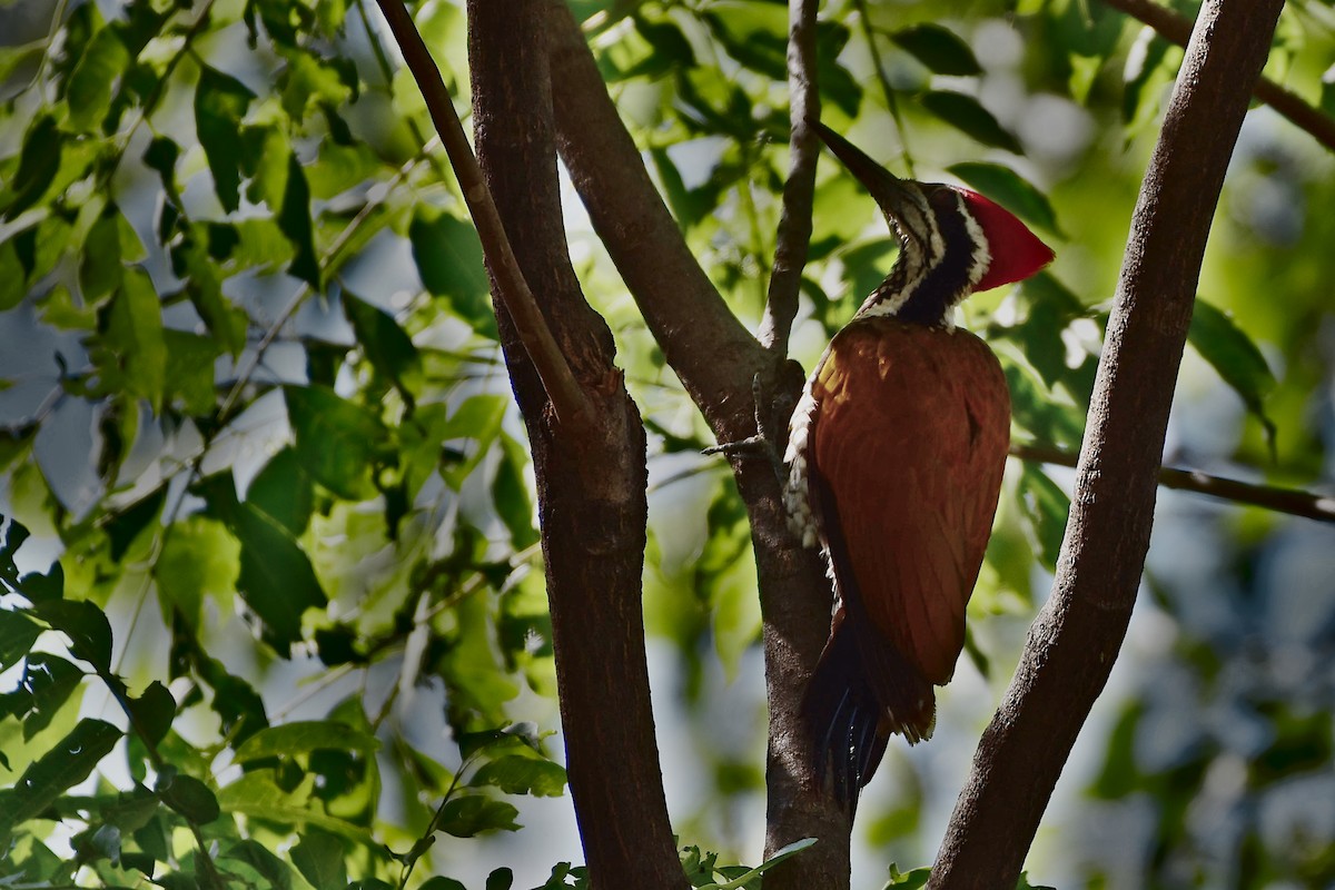 Greater Flameback - Ananyaa Dobhal