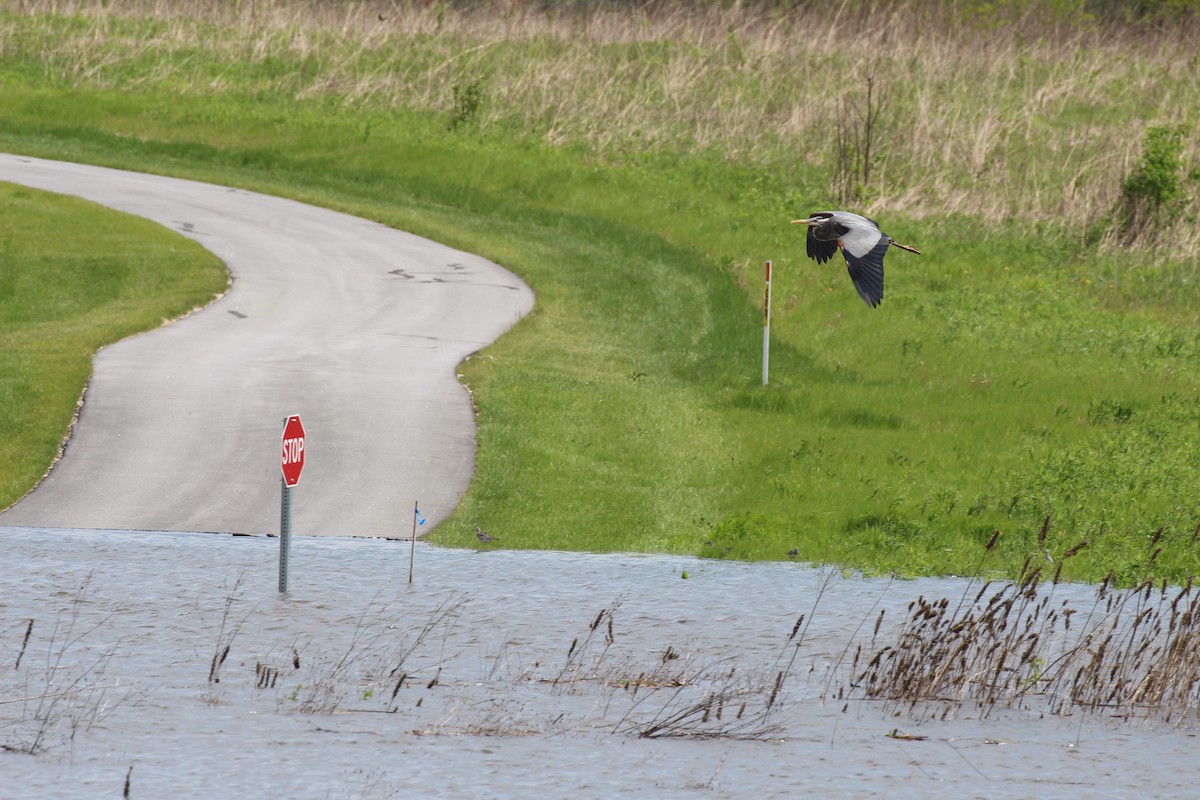 Great Blue Heron - ML56926501