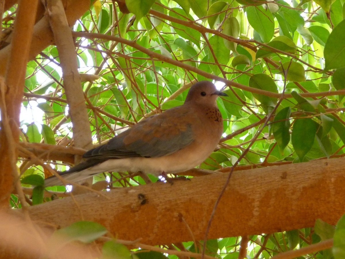 Laughing Dove - Casper (Philip) Leygraaf