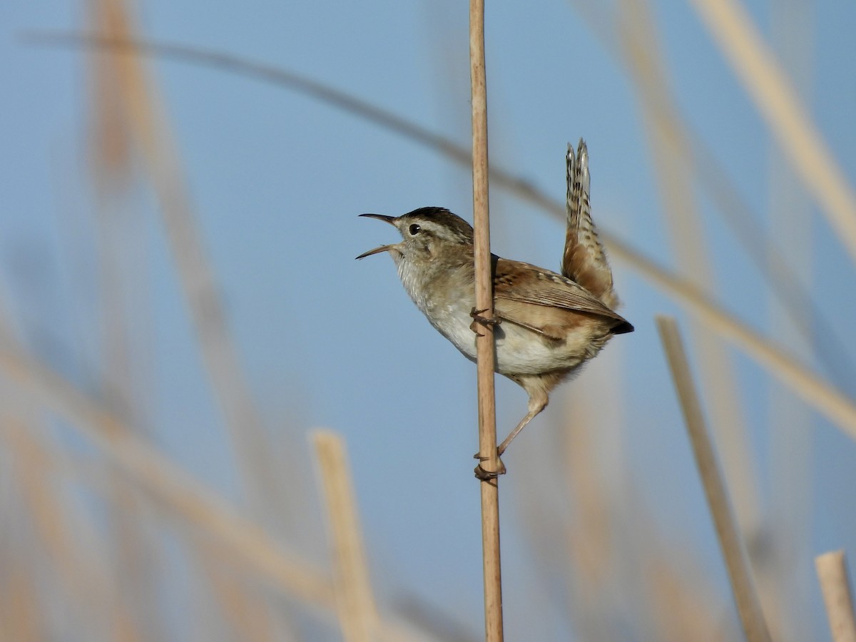 Marsh Wren - ML569265891