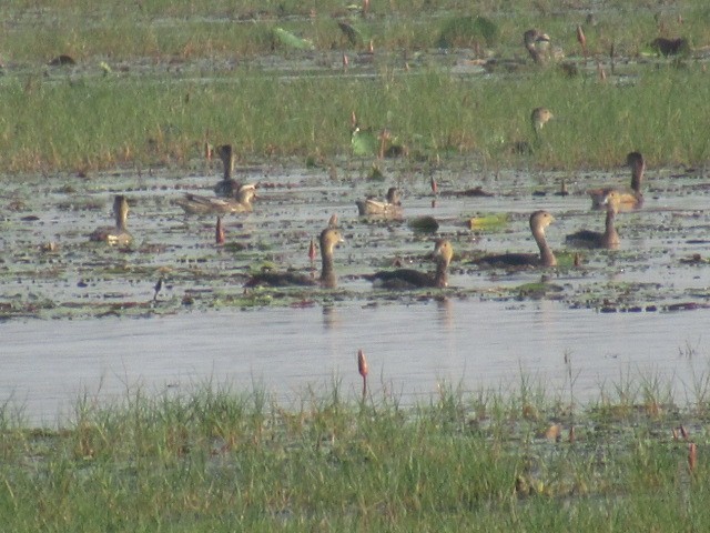 Lesser Whistling-Duck - ML569266241