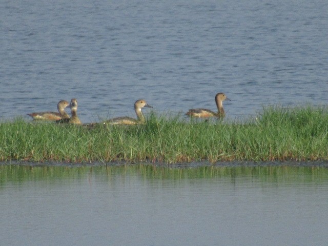 Lesser Whistling-Duck - ML569266251