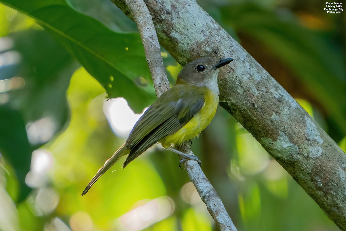 Yellow-bellied Whistler - Kevin Pearce