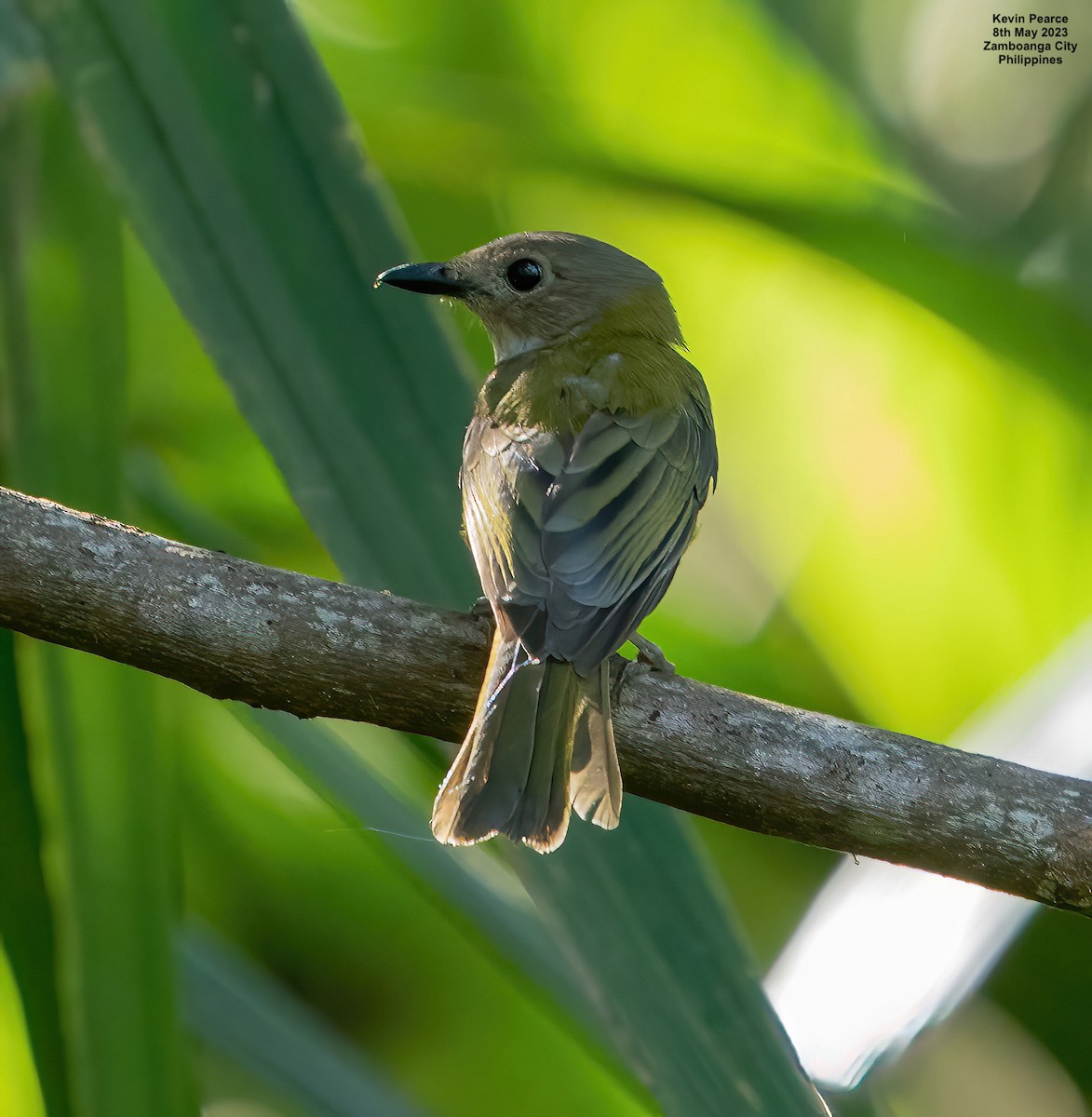 Yellow-bellied Whistler - Kevin Pearce