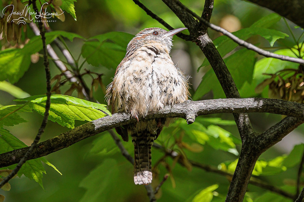 Carolina Wren - ML569268051