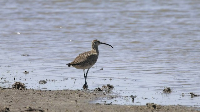 Whimbrel - ML569268201