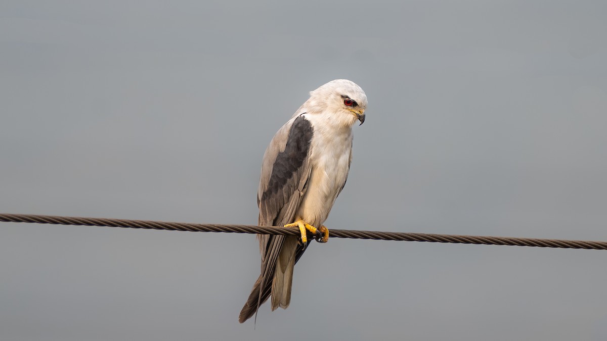 Black-winged Kite - ML569268531