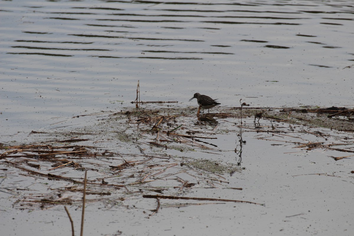 Solitary Sandpiper - ML56926891