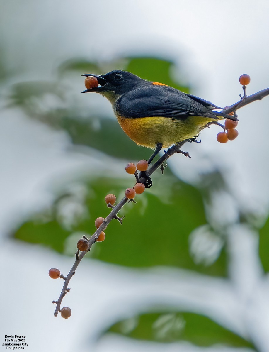 Orange-bellied Flowerpecker - Kevin Pearce