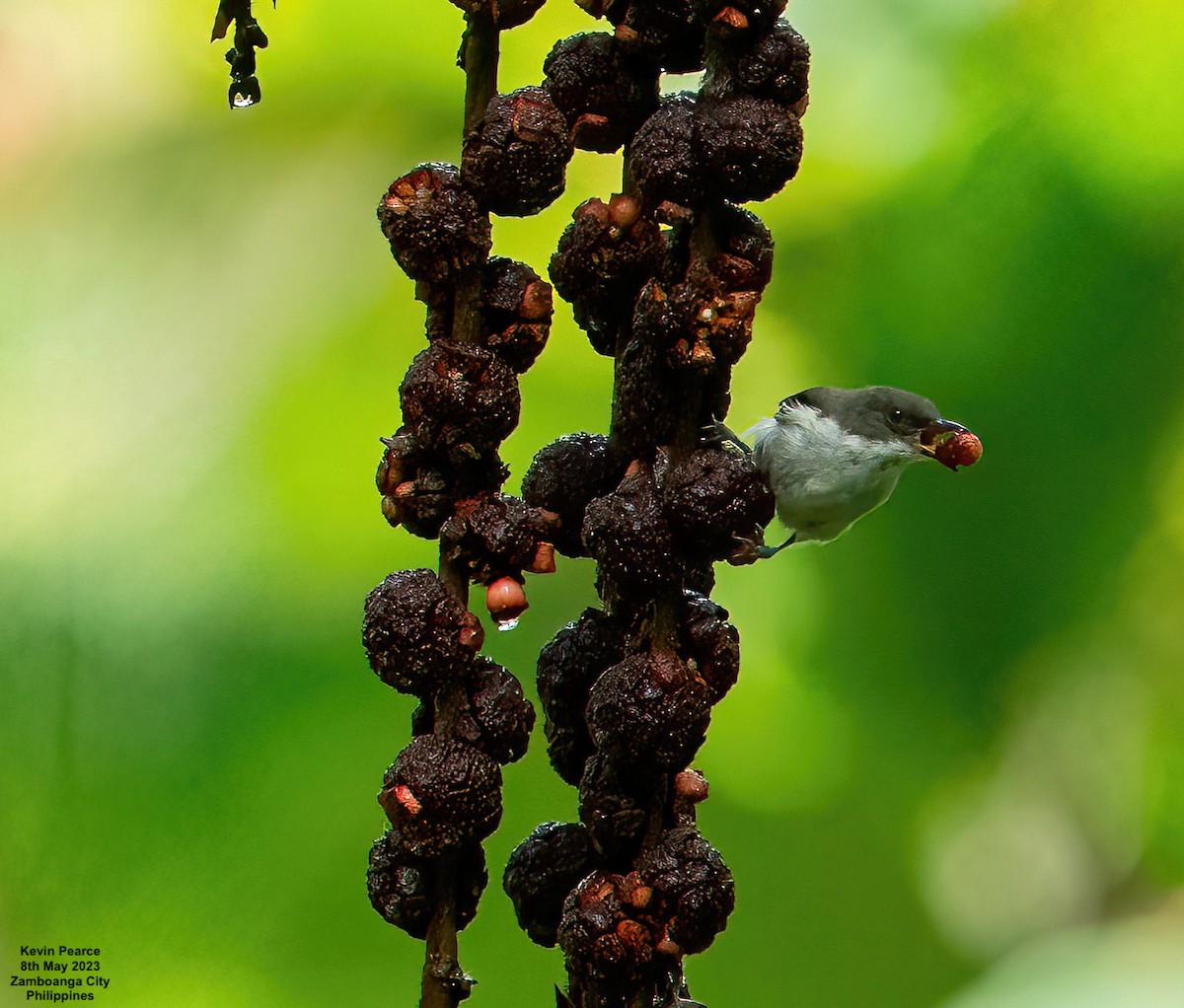 White-bellied Flowerpecker - Kevin Pearce