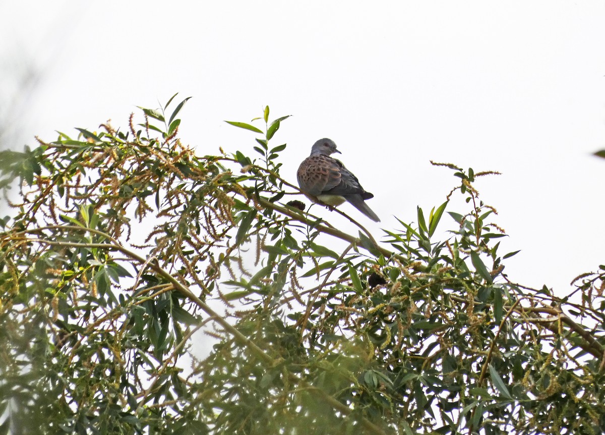 European Turtle-Dove - Francisco Javier Calvo lesmes