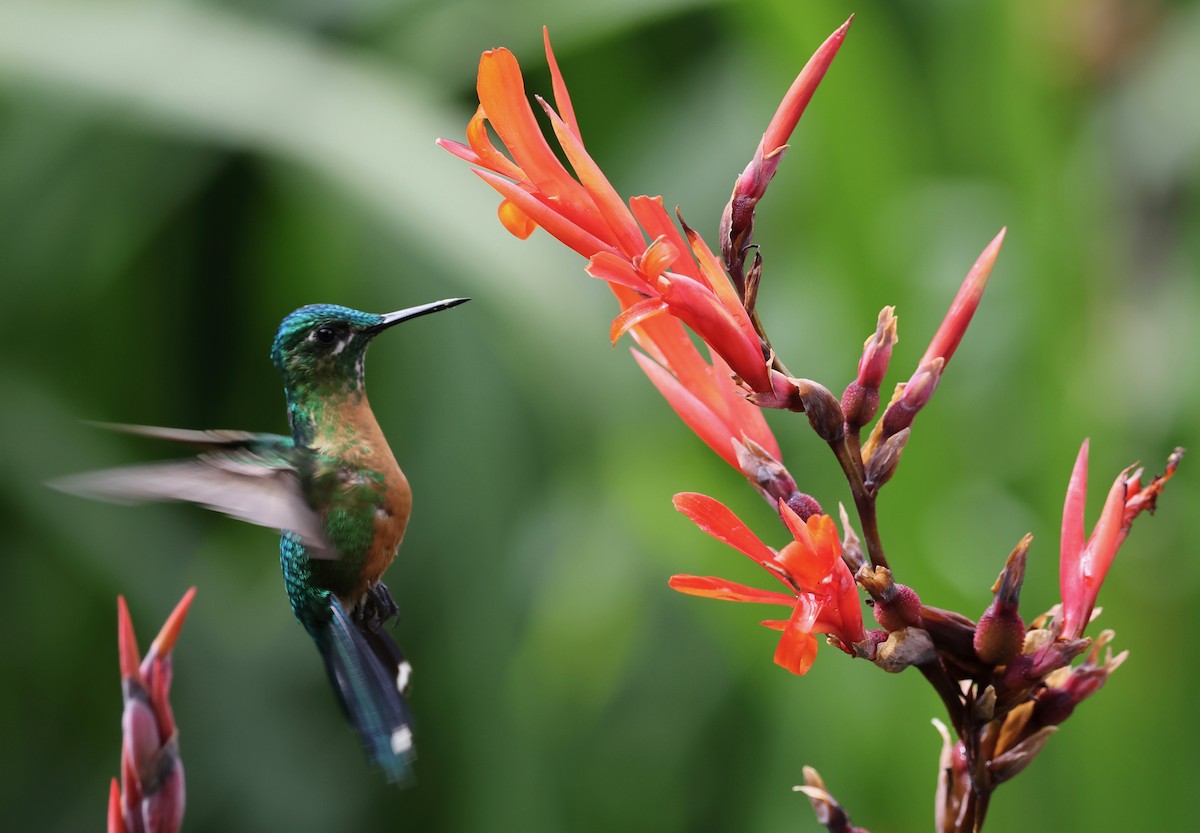 Long-tailed Sylph - ML569270971