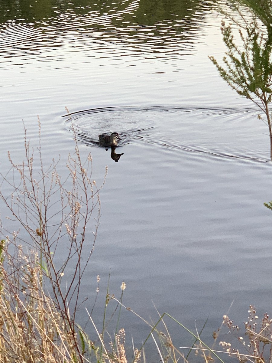 Pacific Black Duck - ML569272171