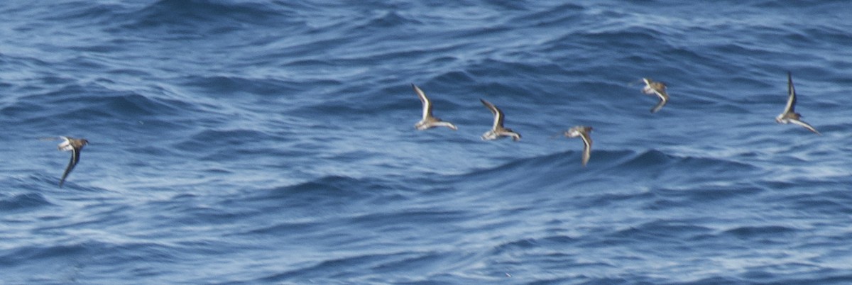 Calidris sp. - ML569272211