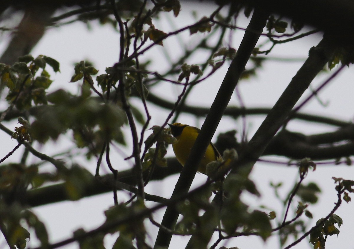 Hooded Warbler - ML56927241