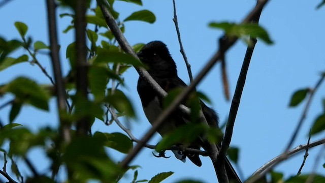 Eastern Towhee (Red-eyed) - ML569272741