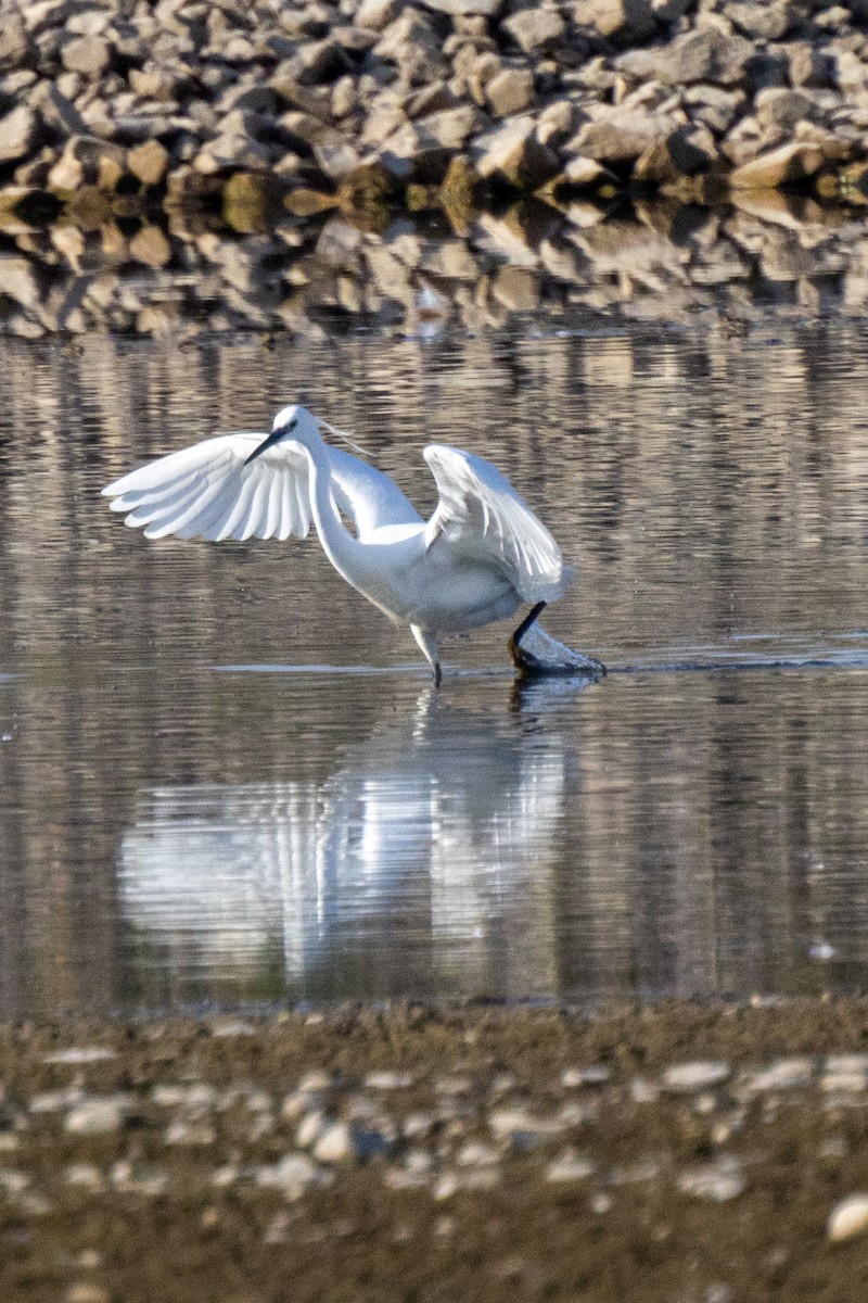 Little Egret - ML569272761