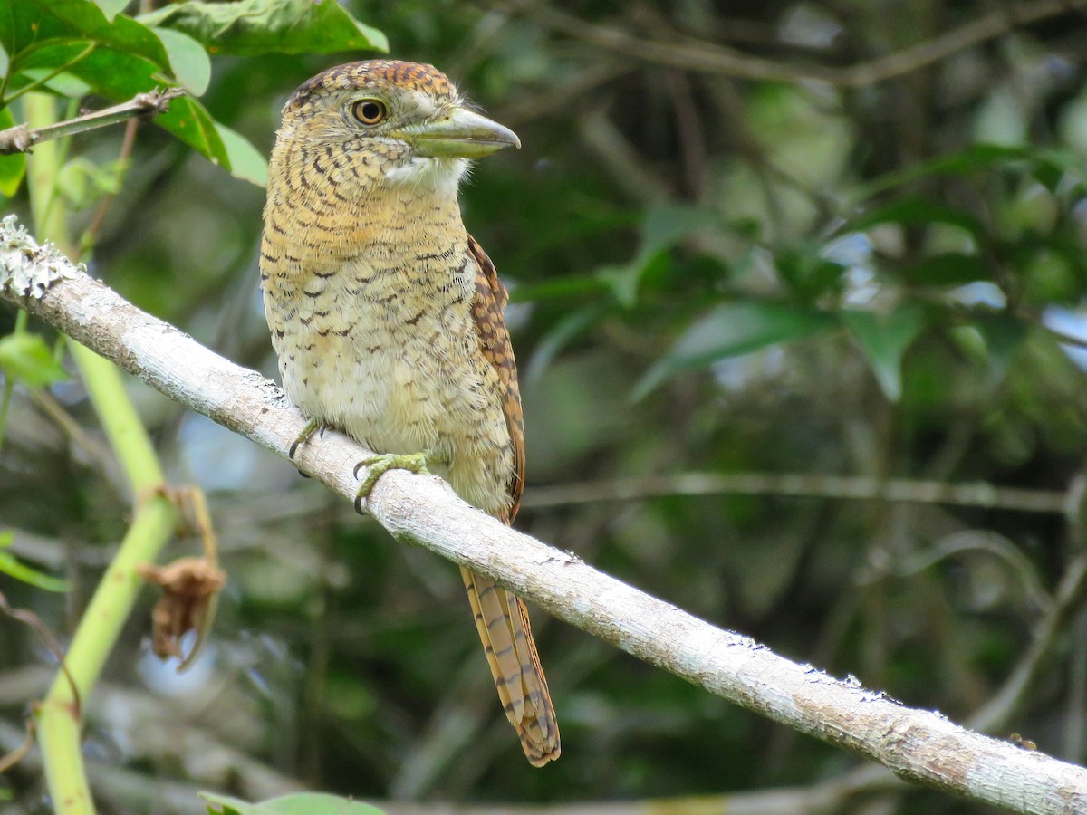 Barred Puffbird - ML56927301