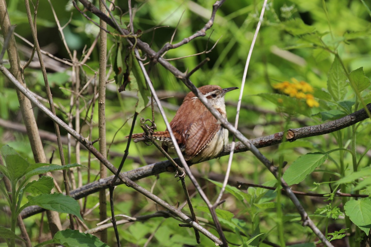 Carolina Wren - ML56927421