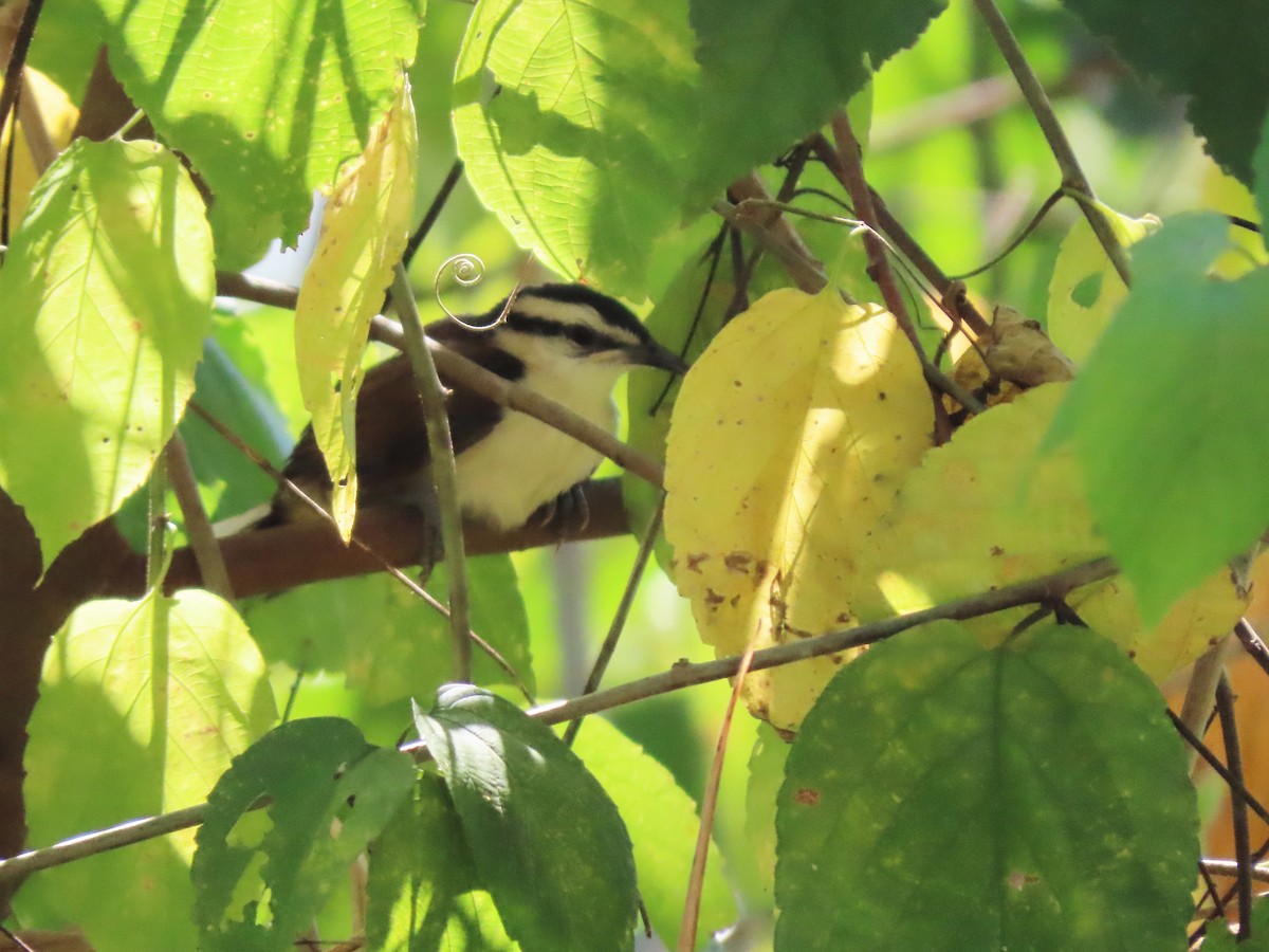 Bicolored Wren - ML569274581