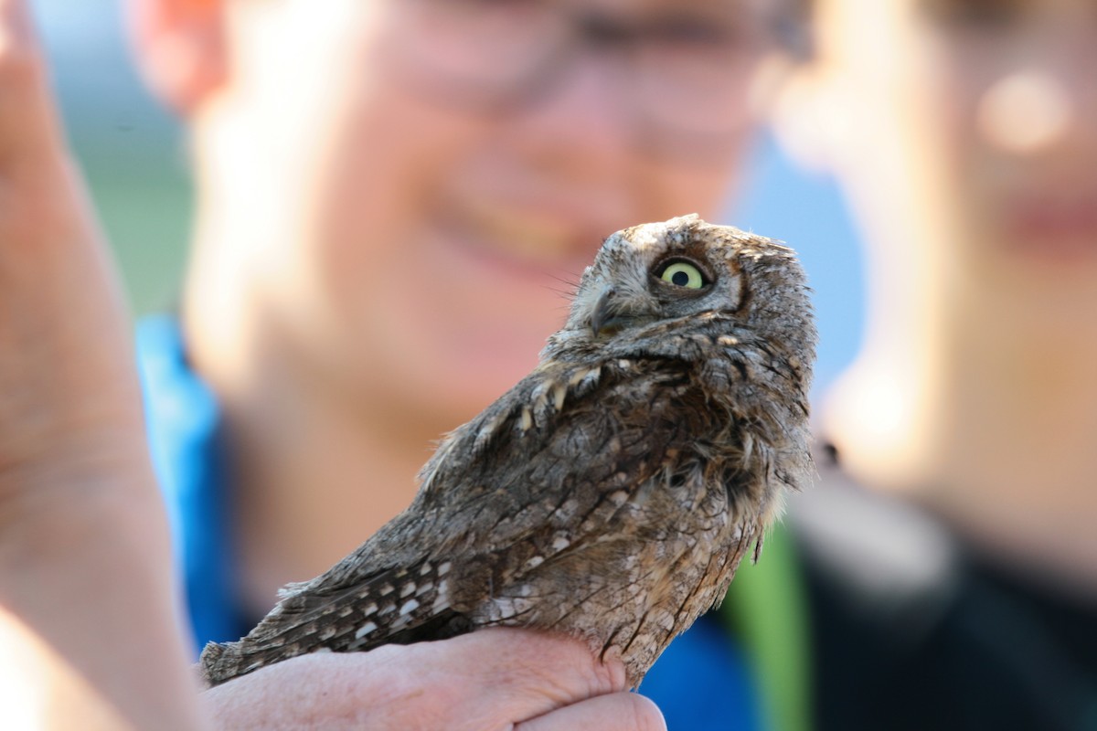 Eurasian Scops-Owl - ML569274641